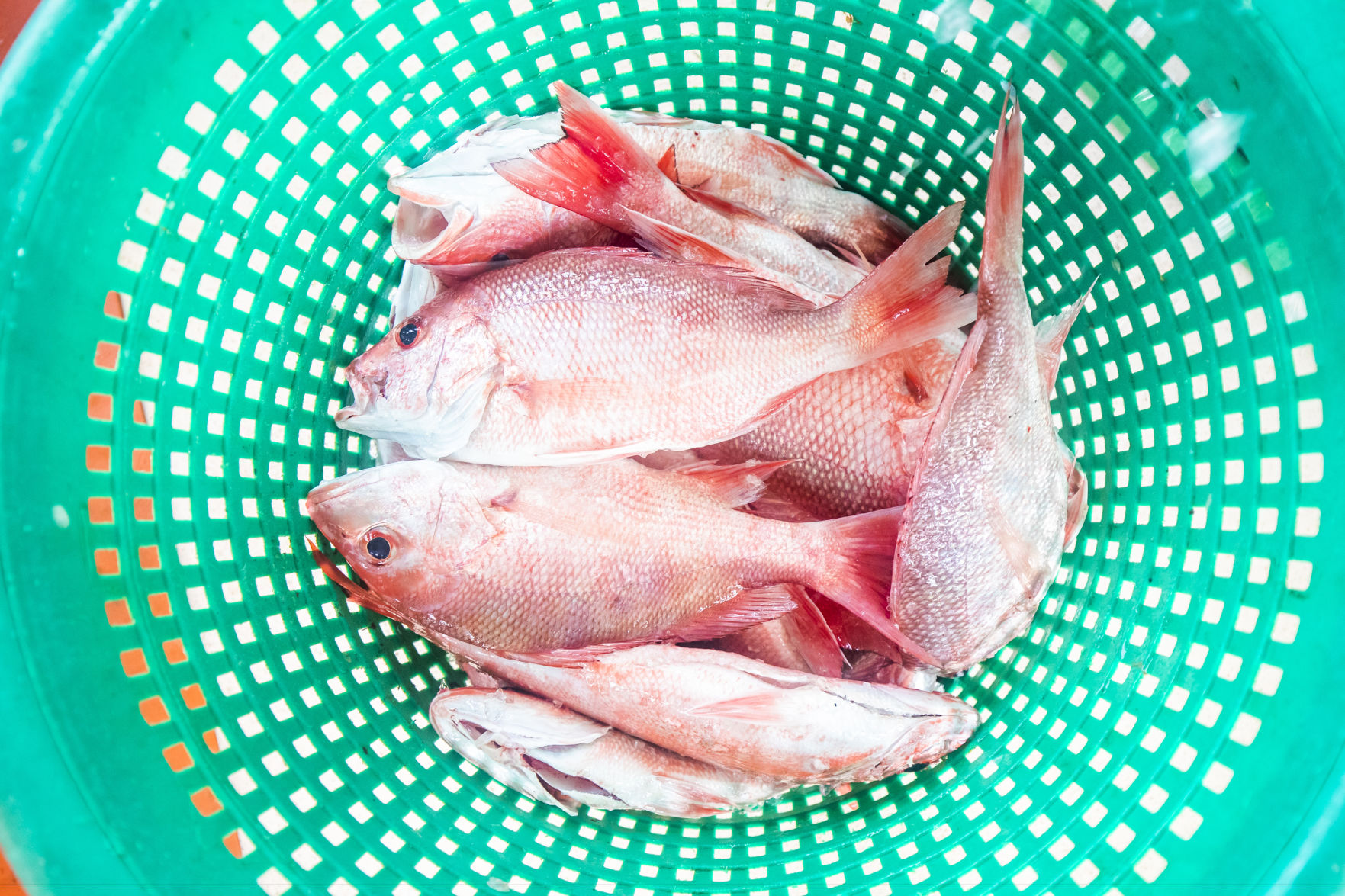NO.seafood.adv.002.JPG (copy)